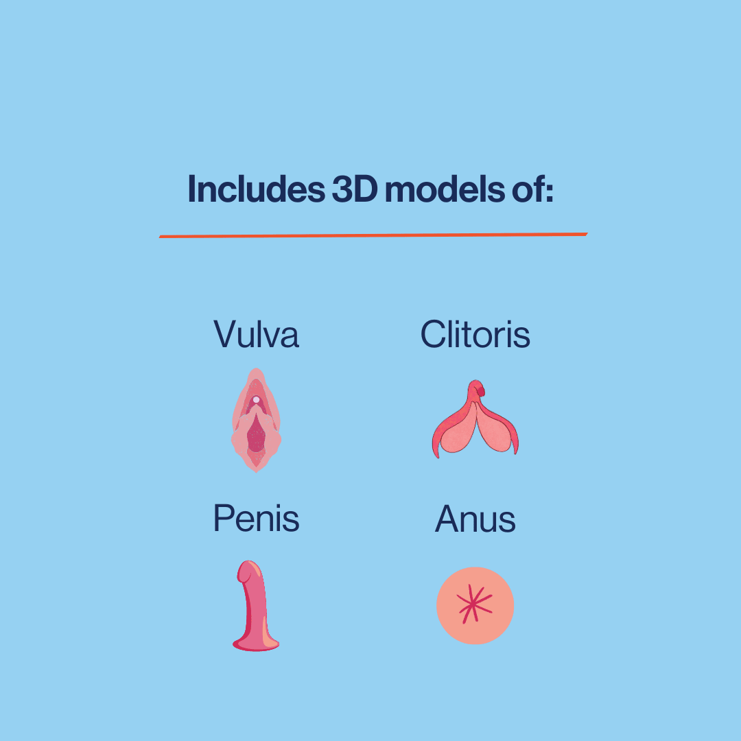 image to explain the anatomical models include a vulva, clitoris, penis and anus