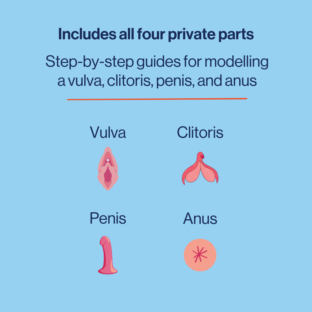 image to explain the anatomical models include a vulva, clitoris, penis and anus