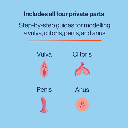 image to explain the anatomical models include a vulva, clitoris, penis and anus