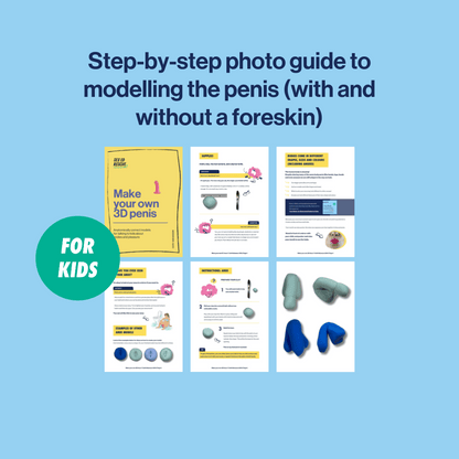 cover and inside the male genital anatomy model instructions
